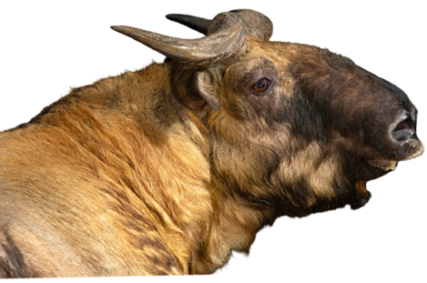 bhutan tours and travels